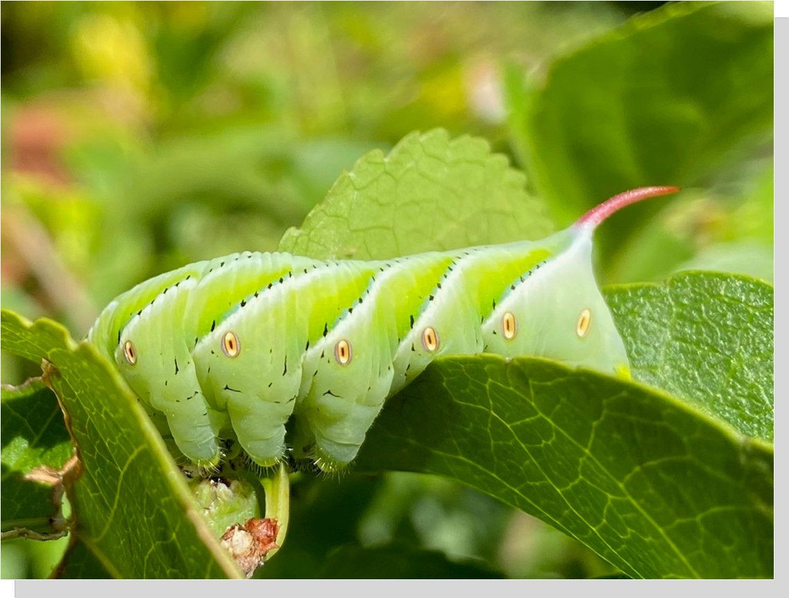 Tobacco hornworm caterpillar, Luray, Virginia.  					Photo by Stephen L. Wendt